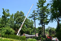Tree Removal Closter NJ