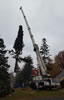 Christmas Tree for NYC Stock Exchange 