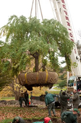 Tree Transplant