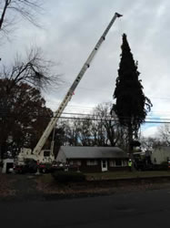 Christmas Tree for Boston Faneuil Hall