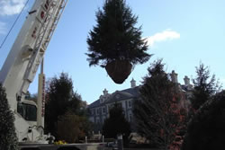 20,000 lb Tree Planting's