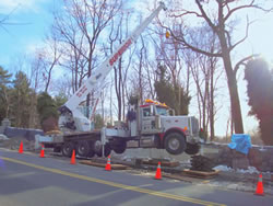 Planting of new 12,000 lb Tree's