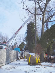 Planting of new 12,000 lb Tree's